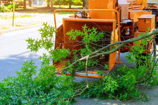 Organic Lawn Care Solutions in Alto, TX